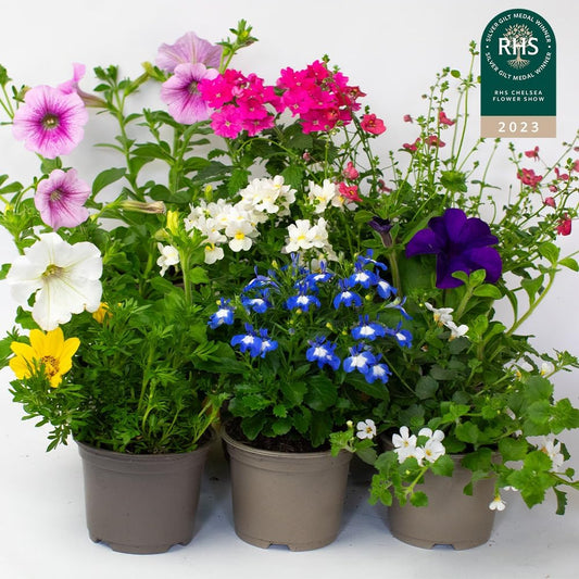9 x Flowering Bedding Plants - Grow Your own Summer Flowering Bedding, Garden Ready & Each Delivered in Plant Pot, Outdoor Plants Great for Hanging Basket or Gifts