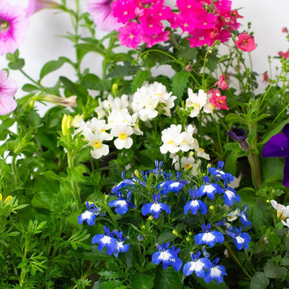 9 x Flowering Bedding Plants - Grow Your own Summer Flowering Bedding, Garden Ready & Each Delivered in Plant Pot, Outdoor Plants Great for Hanging Basket or Gifts