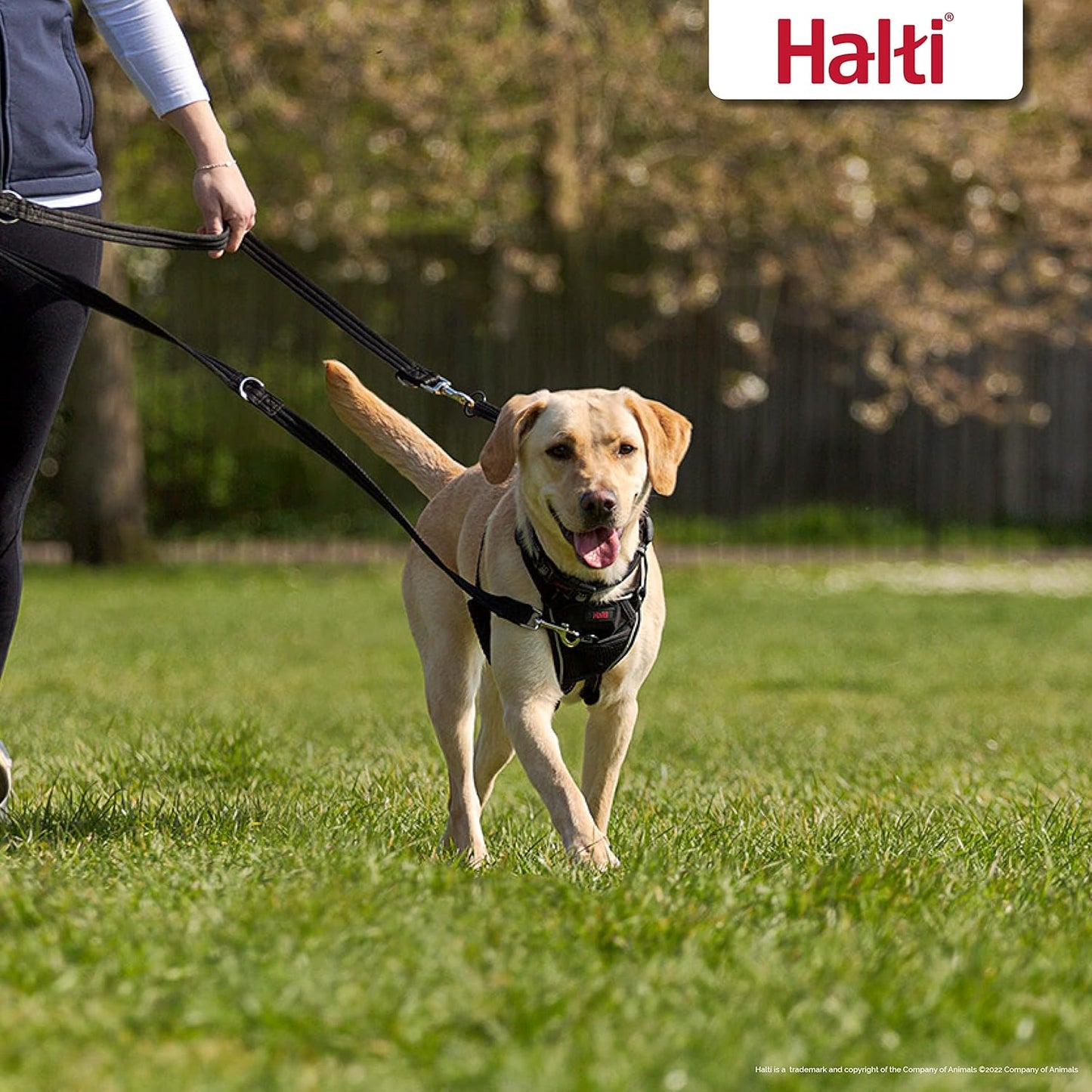 HALTI Professional No-Pull Dog Lead – Lightweight, Durable, Easy Puppy Training Leash
